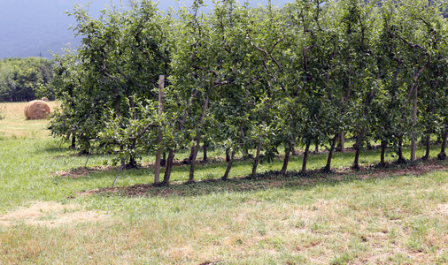 果园里的苹果树在意大利北部山区