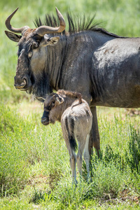 年轻蓝角马幼仔在牛群图片