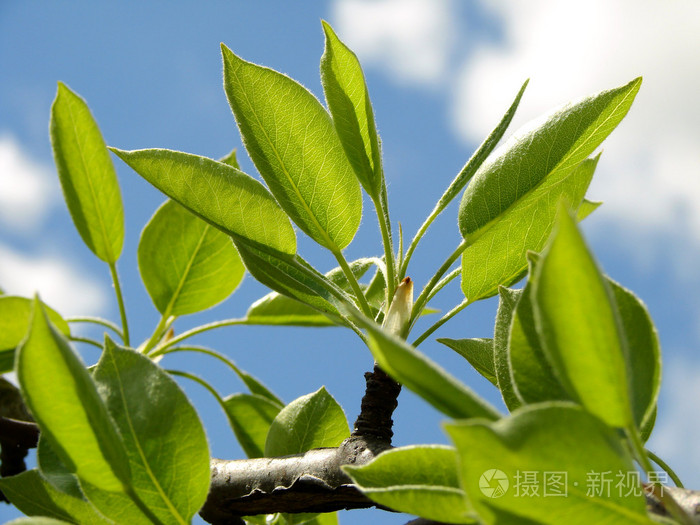 新鲜春天树叶