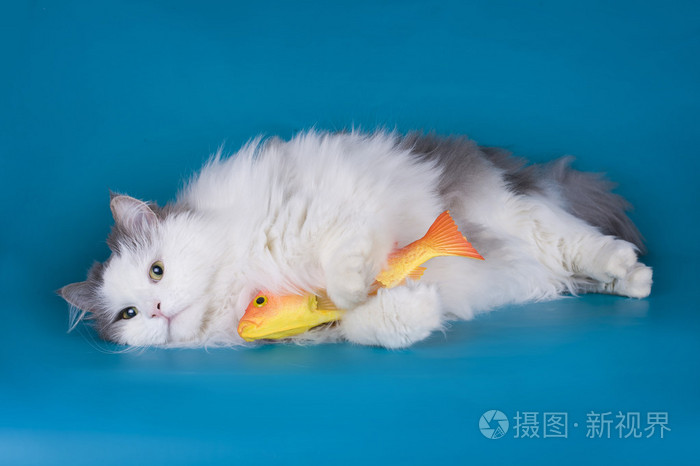 猫抓了一条金鱼蓝色的背景上孤立