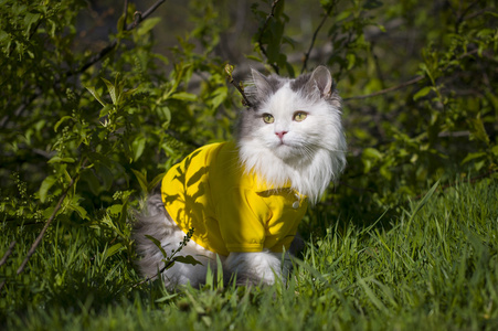 猫坐在阳光明媚的草地上夏季的一天