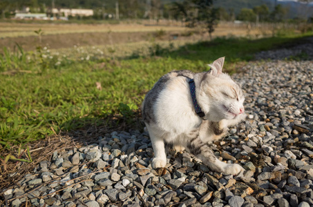 小小的猫痒