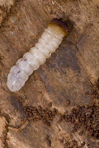 蛀虫木蛀虫照片