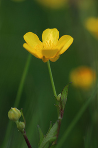 草甸毛花毛