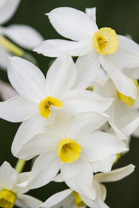 黄色和白色的水仙花花