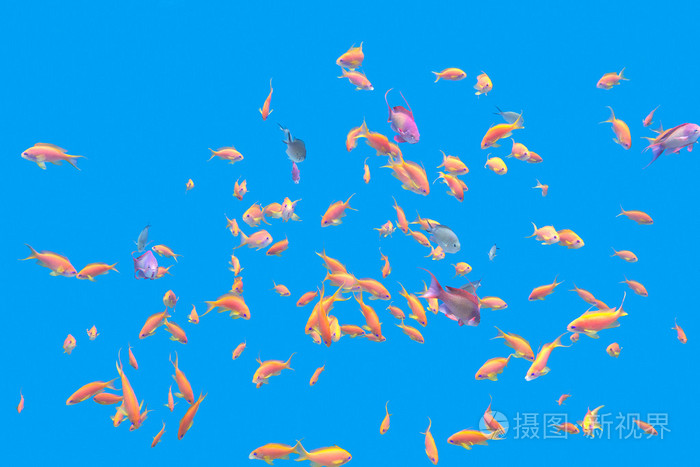 异国情调的浅滩鱼小鱼群在热带海水下