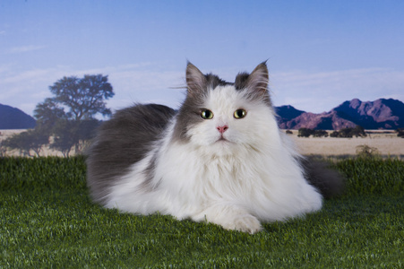 猫在草地上的山脉和天空的背景