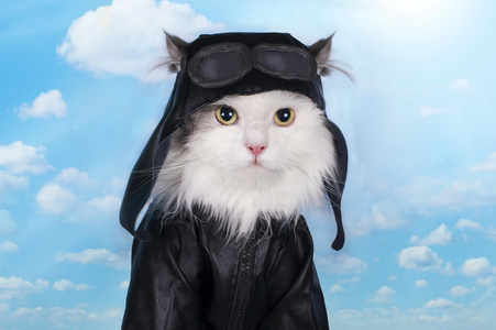 猫在天空飞行员诉讼中照片