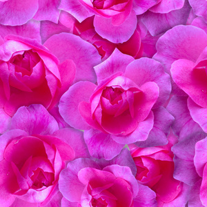 粉红色的玫瑰花纹图案。美丽的花背景无缝