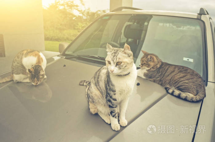 3624*2400px无水印下载免费10次/天下载小样发票合同问题/举报猫可爱