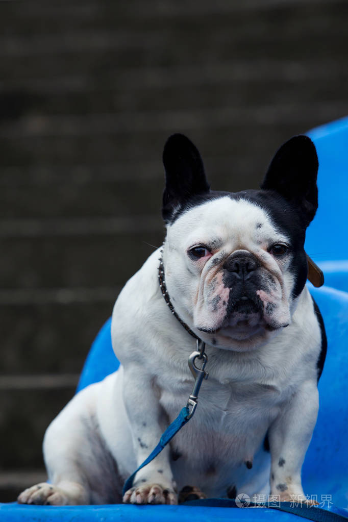 狗的品种法国斗牛犬