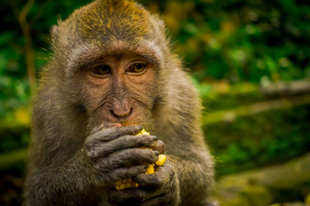 在乌布猴子林寺吃在巴厘岛上用他的手，cob 玉米长尾猕猴食蟹猴的特写