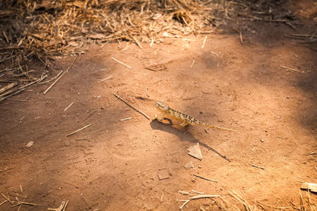 非洲 geko