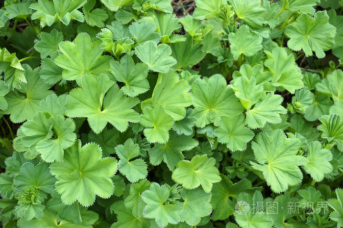 菜花翅果油树植物