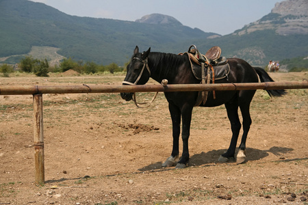 在一个农场中的马的照片