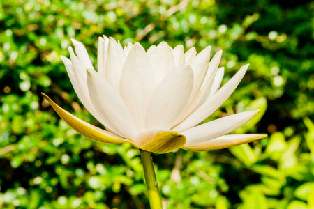 美丽的粉红色睡莲或莲花花，在池塘里