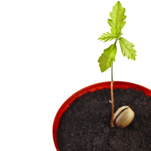 橡木树发芽年轻橡木树上孤立的白色背景上的花盆照片