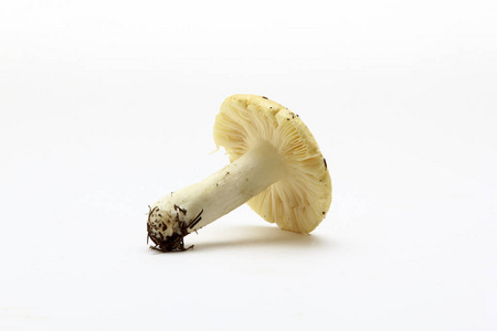 在白色背景上的新鲜森林蘑菇