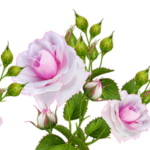 花卉组成的粉红色美丽的玫瑰，无缝的水平模式。白色背景上孤立
