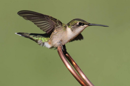 Rubyhummingbi