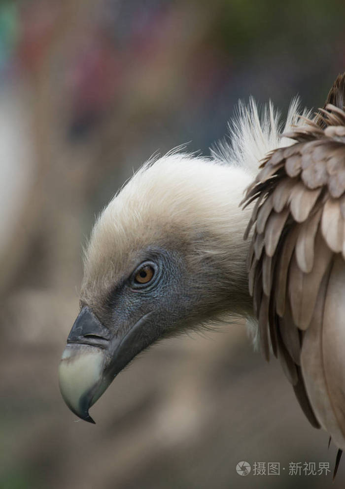 欧亚狮鹫的侧视图