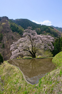 komatsunagi 没有樱花