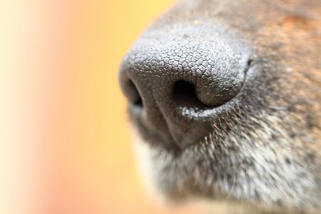 狗的鼻子的细节图片