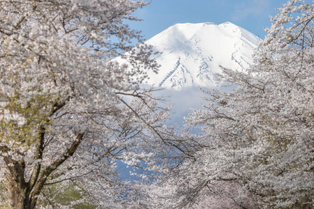 樱花树和山富士