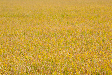 黄色的稻田图片-黄色的稻田素材-黄色的稻田插画-摄图新视界