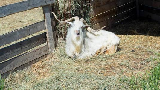 有角的山羊吃干草在农场的木栅栏后面