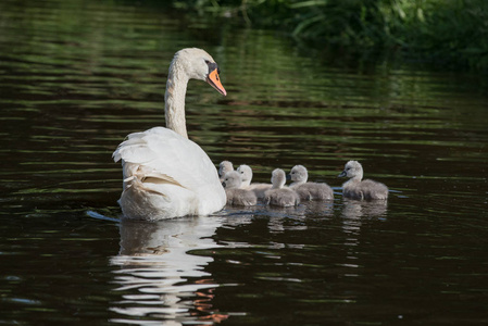 swanlings 或天鹅在水中