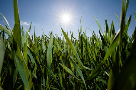 广角图像的草从低角度和明亮的蓝色天空与光辉的太阳为背景