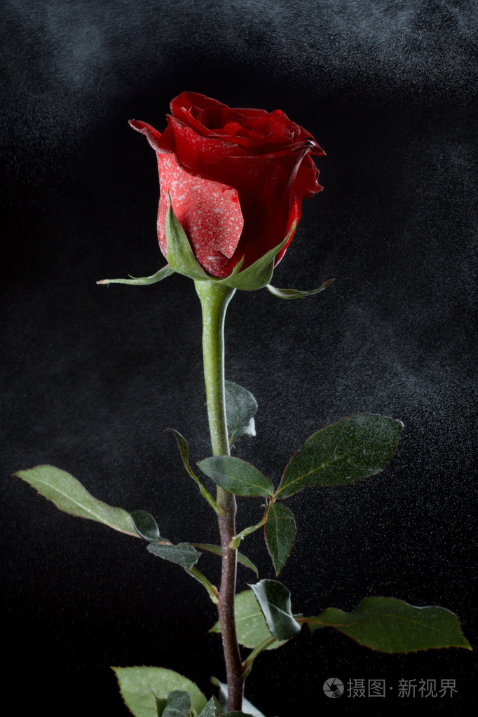 在黑暗的背景上的玫瑰