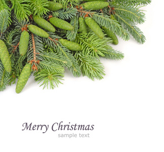 一棵圣诞树和白色背景上的绿色视锥的分支。圣诞节背景以及放置文本的位置