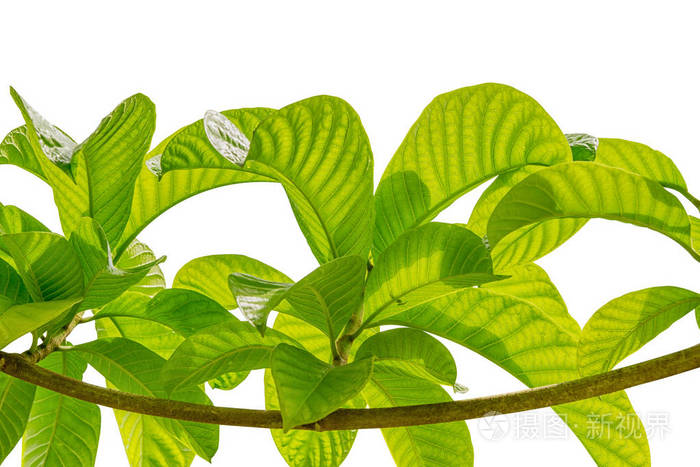 树枝和树叶在白色背景上孤立