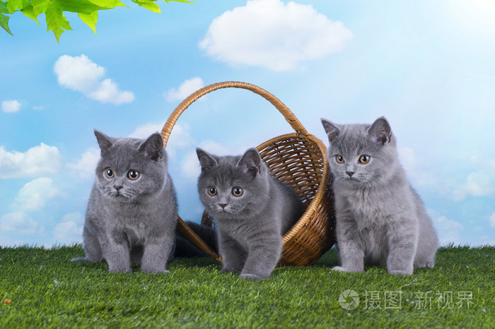 小猫在草地上阳光明媚的夏日玩游戏照片 正版商用图片0cm964 摄图新视界
