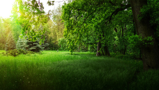 美丽的绿色森林