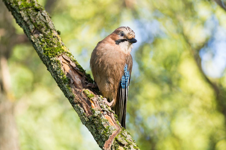 Garrulus glandarius 在树枝上