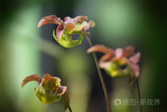 食虫植物照片 正版商用图片0cmbnf 摄图新视界