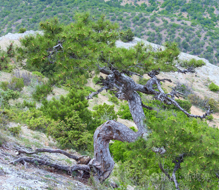 夏山山松树乌克兰克里米亚