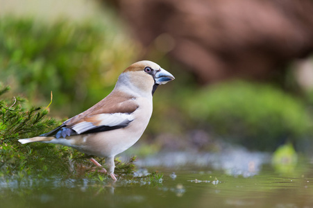 在水前面女 hawfinch