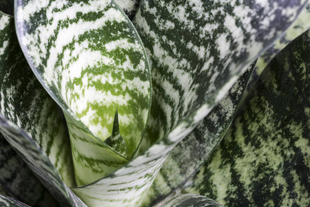 宏虎皮兰或蛇植物或肉质植物