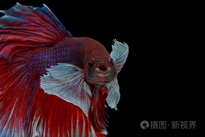 betta鱼暹罗斗鱼大耳半月孤立在黑色背景美丽的运动宏照片