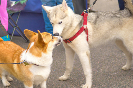 威尔士科基犬特写