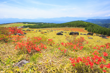 杜鹃花盛开高原