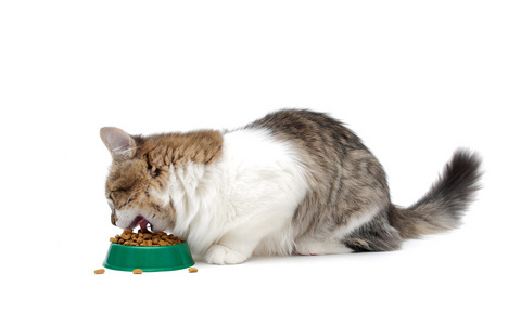 可爱小猫吃图片