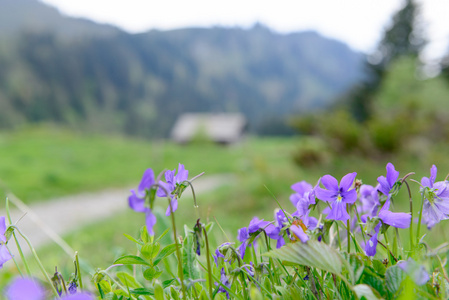 紫色山花