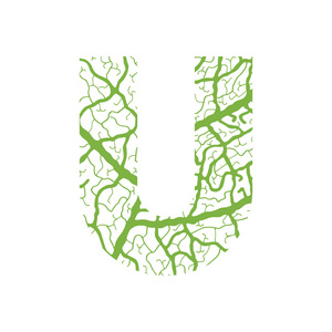 自然字母表生态装饰字体大写字母 U 满满的叶静脉模式绿色