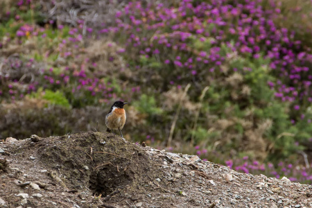 栖息在海岸附近的美丽的 Stonechat 鸟 黄连该