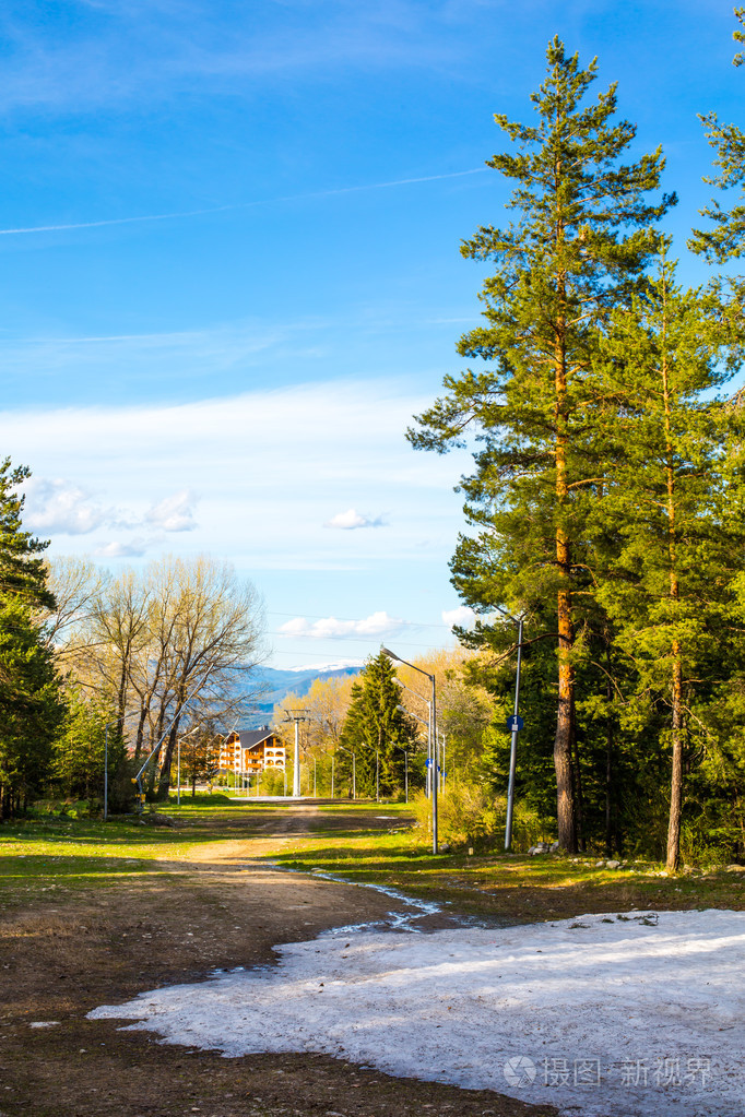 春天在树林里雪和绿色的树